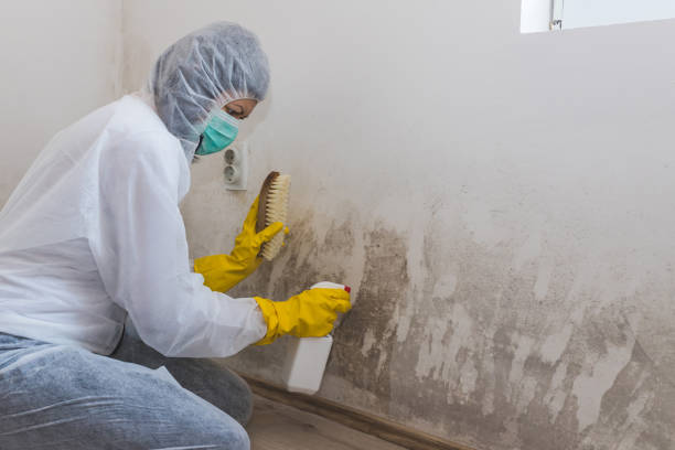 Mold Removal Process in Snowflake, AZ