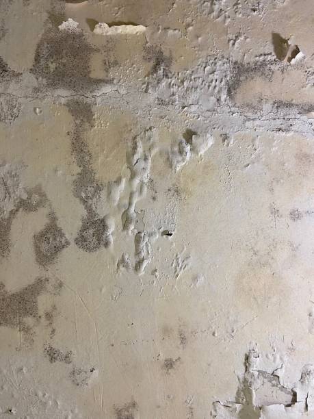 Best Mold Removal and Inspection  in Snowflake, AZ