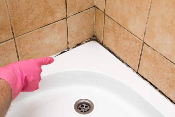 Best Home Mold Removal  in Snowflake, AZ